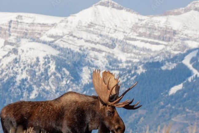 a deer standing in a field with a mountain in the background