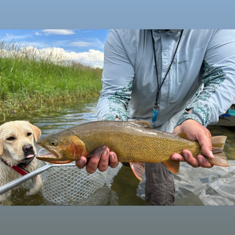 a person holding a fish in the water